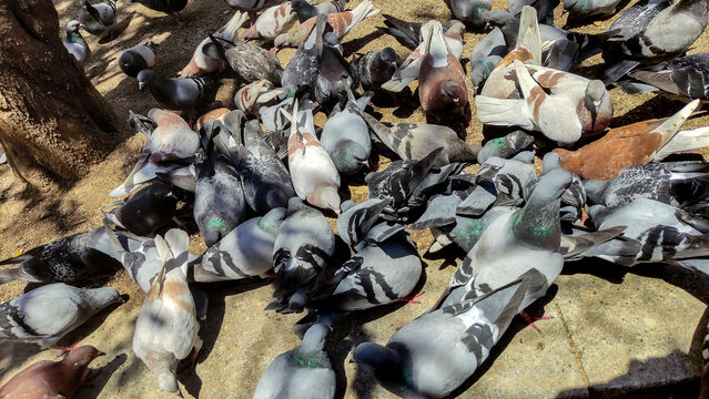 Una gran bandada de palomas juntas en el suelo comiendo. Su plumaje muestra una mezcla de grises, marrones y blancos. La escena es al aire libre, con luz natural.