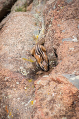 Colorado chipmunk drinking standing water off of rough red rock against a blurry natural background of rocks