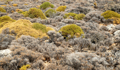 Mediterranean perennial bush spiny (sarcopoterium spinosum) in the autumn in Crete , Greece
