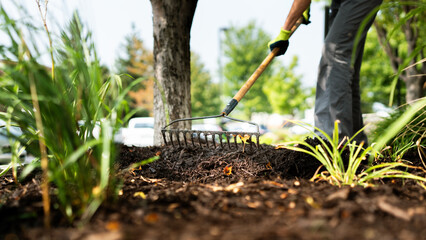 Worker raking mulch between plants with gardening rake on a summer day.