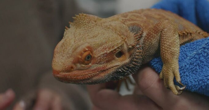 A veterinarian wearing blue gloves examines a bearded dragon, assessing its health during a routine checkup at a veterinary clinic. The doctor pets the dragon during the checkup, calming it down.