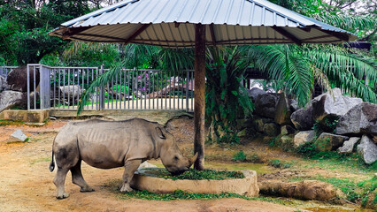 Northern white rhinoceros eating grass in the park