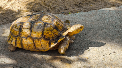 African spurred tortoise, Big Yellow Turtle, walking on the park pavement