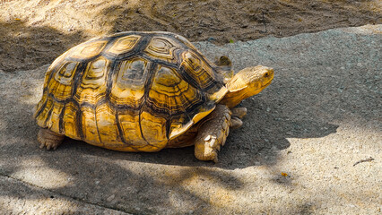 African spurred tortoise, Big Yellow Turtle, walking on the park pavement