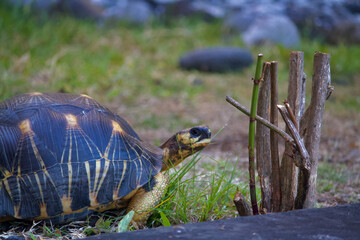 Star tortoise in the garden