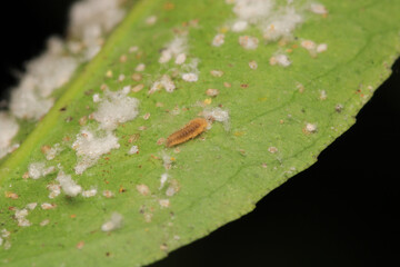 harmful aphid insect macro photo	