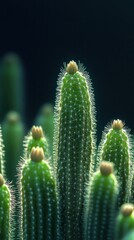 Close up of a thriving prickly and spiky green cactus plant growing in a natural desert ecosystem with a dark minimalist background