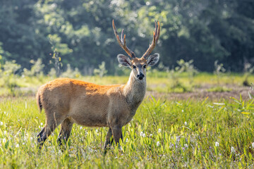 The Marsh Deer from Pantanal, Brazil.
