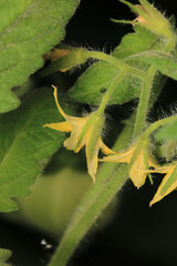 greater quaking grass plant macro photo	