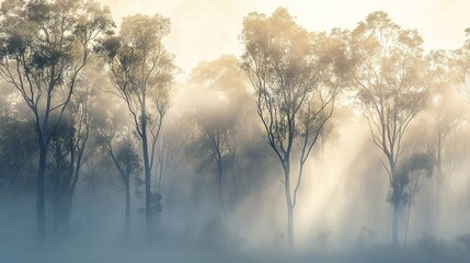 Sunlit Eucalyptus Trees Enveloped In Morning Mist