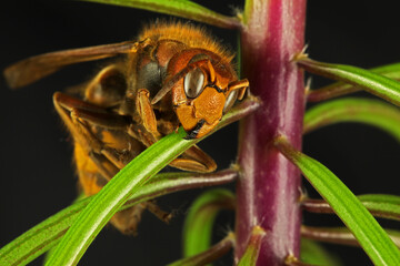 Macro shot of a hornet, Vespa Crabro
