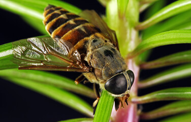 Macro shot of a horsefly, tabanus sudeticus