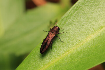 harpalus rufipes insect macro photo	