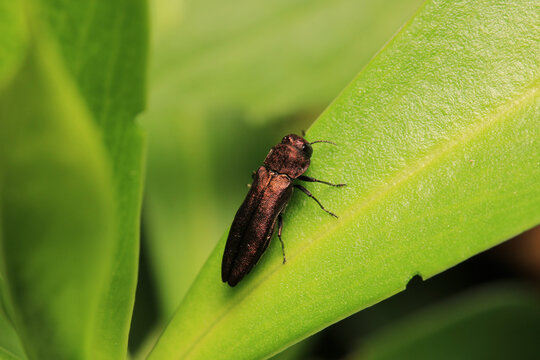 harpalus rufipes insect macro photo	
