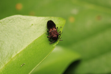 harpalus rufipes insect macro photo	