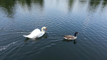 A swift white swan chases after a wild goose as it splashes and paddles across the lake's calm surface amidst lush greenery, nature scenes, natural wonders
