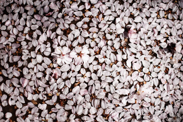 Fallen cherry blossoms creating spring carpet in petrin gardens, prague in March