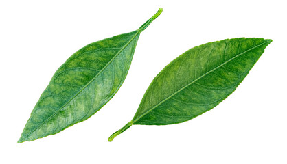 Obraz premium orange leavs isolated