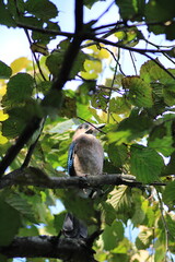 jay garrulus glandarius bird on tree branch	