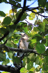 jay garrulus glandarius bird on tree branch	