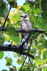 jay garrulus glandarius bird on tree branch	