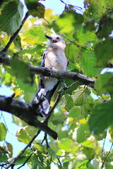 jay garrulus glandarius bird on tree branch	