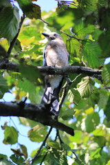 jay garrulus glandarius bird on tree branch	