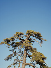 tree in autumn