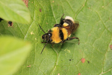 honey bee photo in natural pumpkin flower	