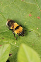 honey bee photo in natural pumpkin flower	