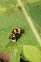 honey bee photo in natural pumpkin flower	