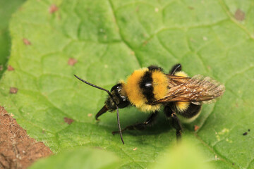 honey bee photo in natural pumpkin flower	