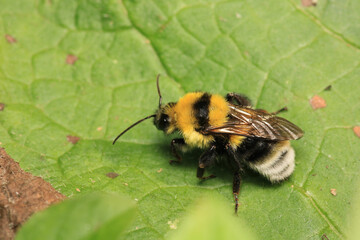honey bee photo in natural pumpkin flower	