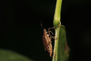 Halyomorpha Halys insect macro photo	