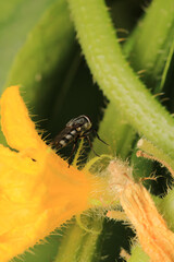 macro photo of housefly facing back	
