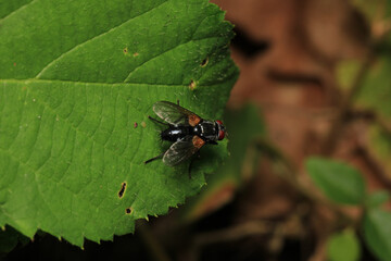 macro photo of housefly facing back	