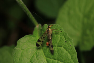 natural panorpa communis insect photo	