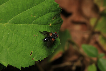 macro photo of housefly facing back	