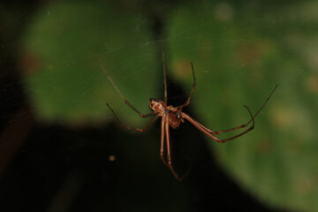 agelena labyrinthica spider macro photo	