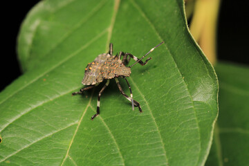 Halyomorpha Halys insect macro photo	