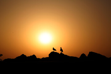 Naklejka premium Silhouettes of seagulls against the background of the sunset sky