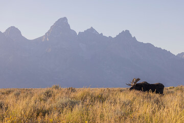Obraz premium Bull Moose During the Rut in Autumn in Wyoming