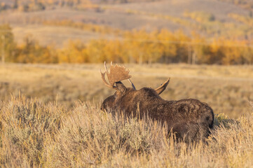 Bull Moose During the Rut in Autumn in Wyoming