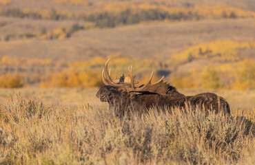 Bull Moose During the Rut in Autumn in Wyoming