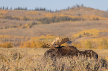 Bull Moose During the Rut in Autumn in Wyoming