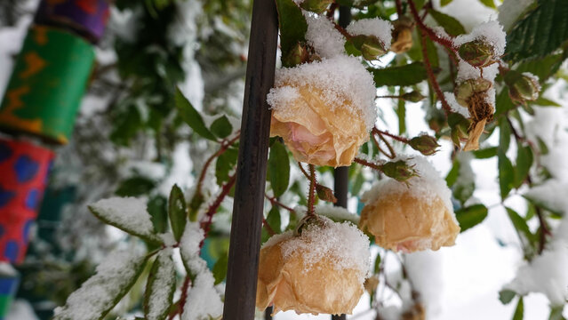 Rosenstrauch im Schnee