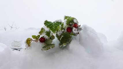 Himbeerstrauch im Schnee 