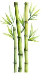 Fototapeta premium Green bamboo stalks with leaves in a watercolor style, natural detail and vibrant green hues, ideal for botanical themes and eco-friendly design projects. Isolated on transparent background, png.