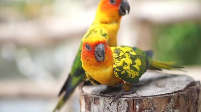 Sun Conure, Sun Parakeet (Aratinga solstitialis)