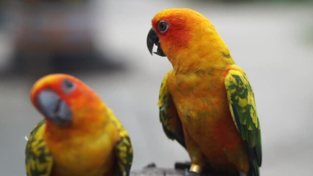 Sun Conure, Sun Parakeet (Aratinga solstitialis)